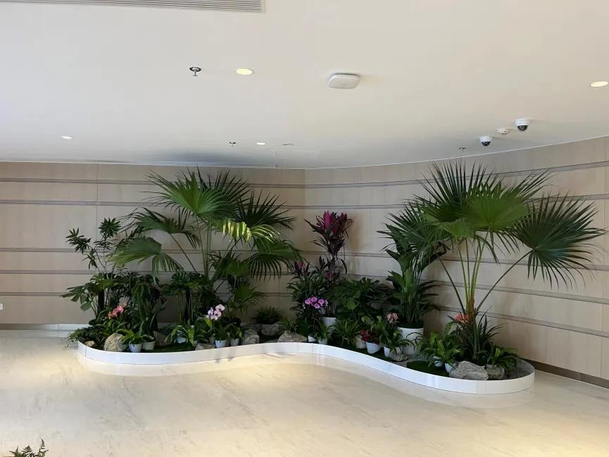 想给宁波空间增绿？盆景出租是绝佳选择！